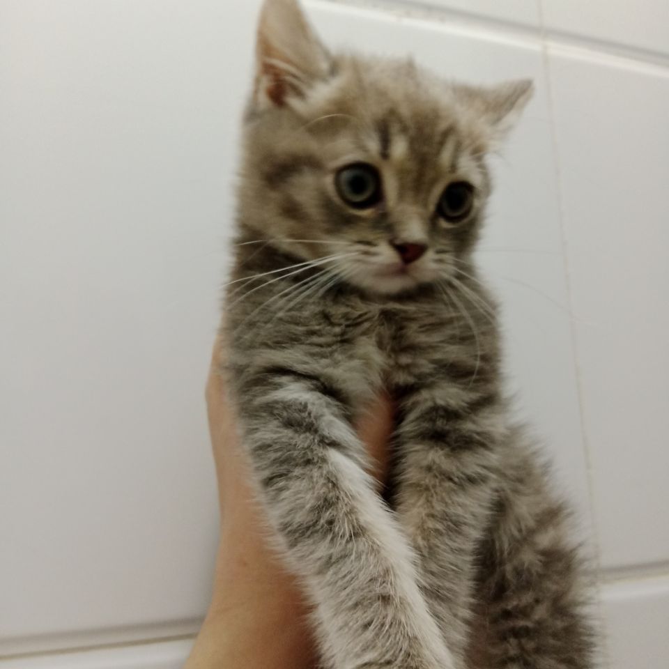 800 000 сум