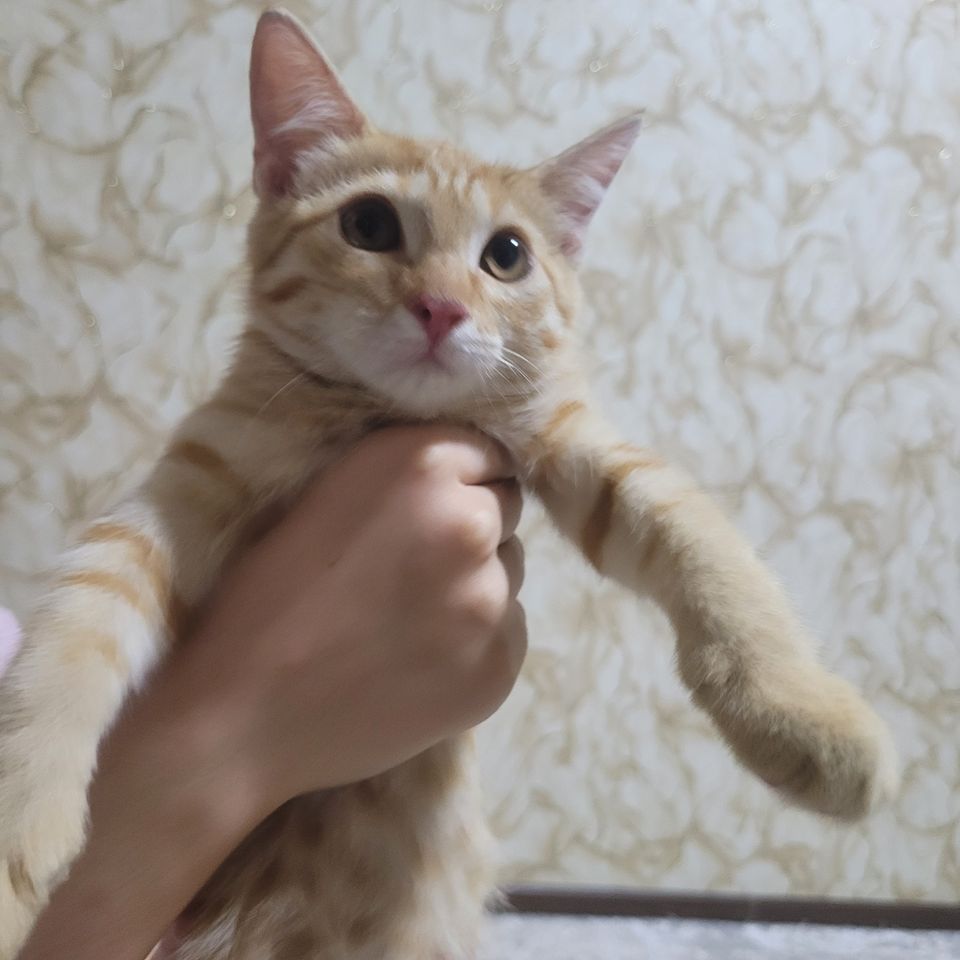 Бесплатно