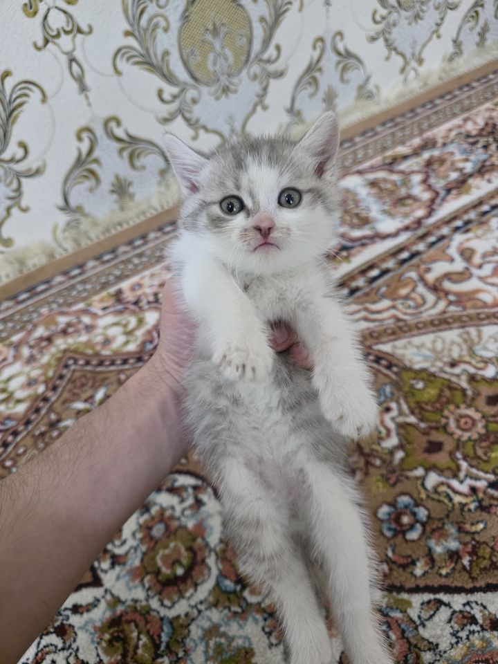 150 000 сум