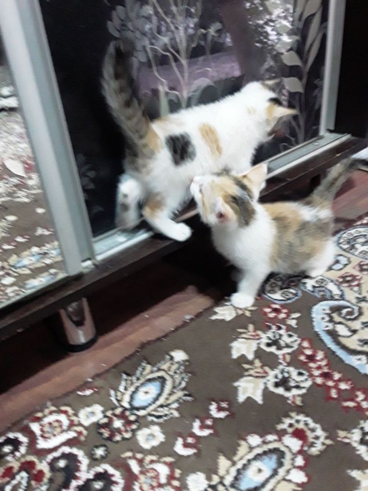 Бесплатно