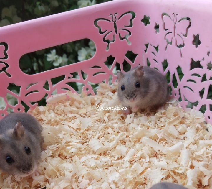 30 000 сум