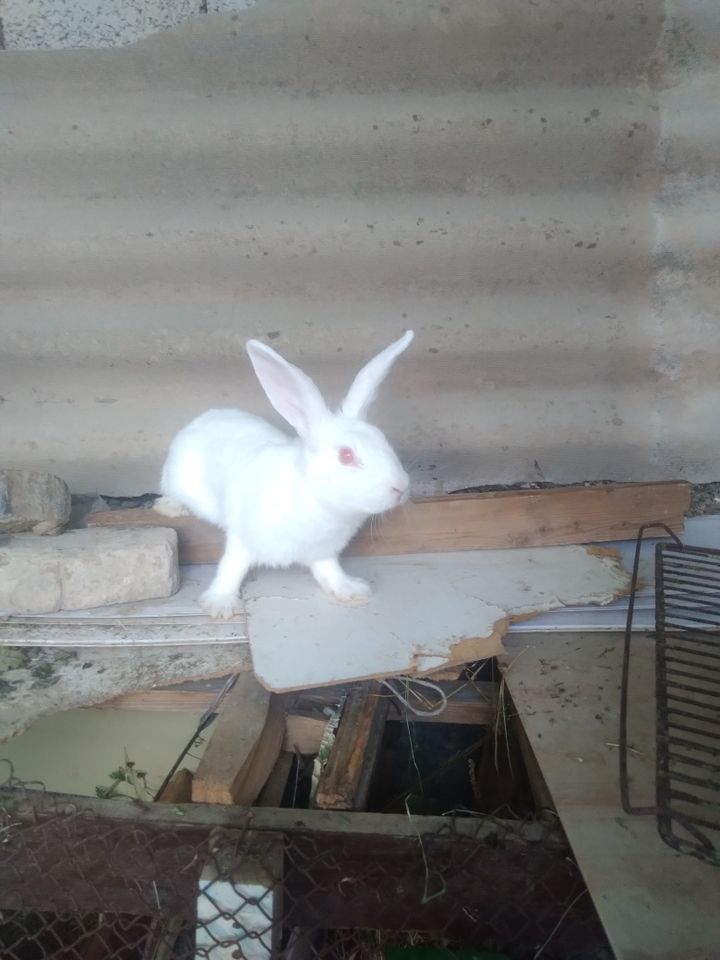 250 000 сум