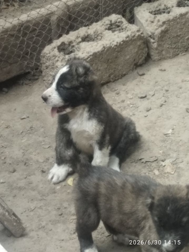 2 000 000 сум