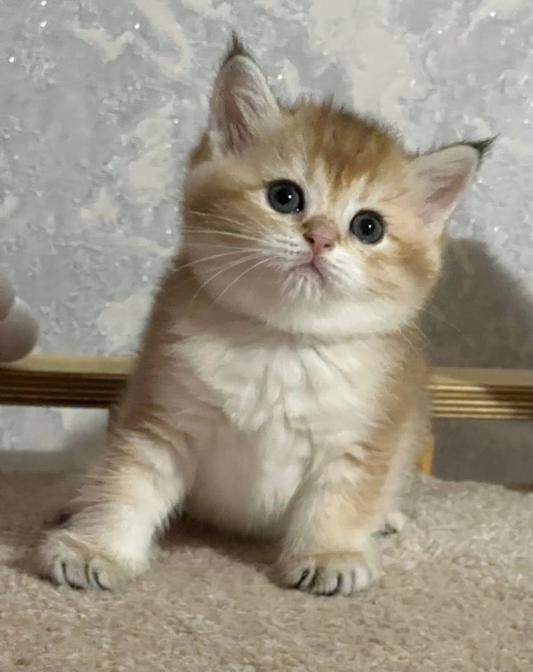 250 USD