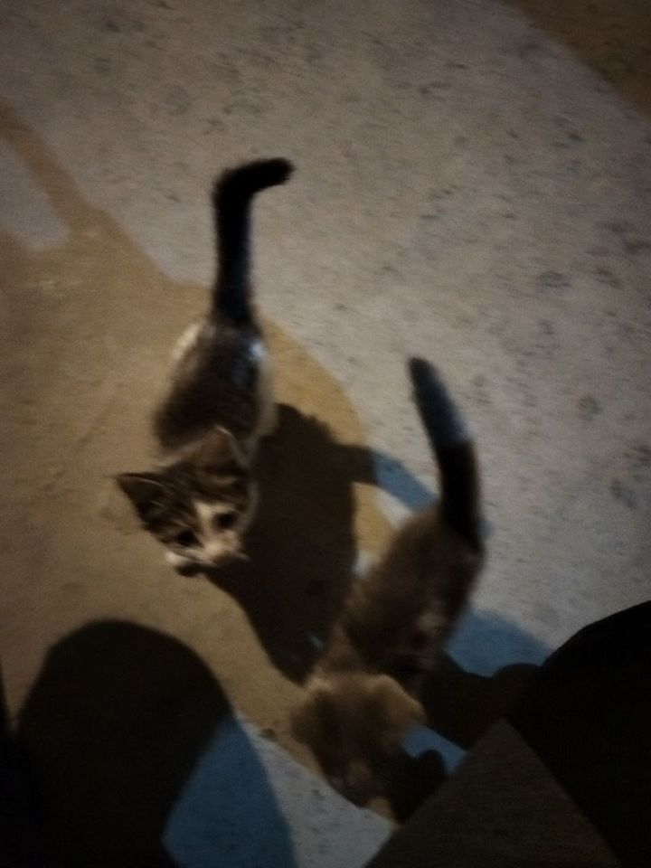 Free