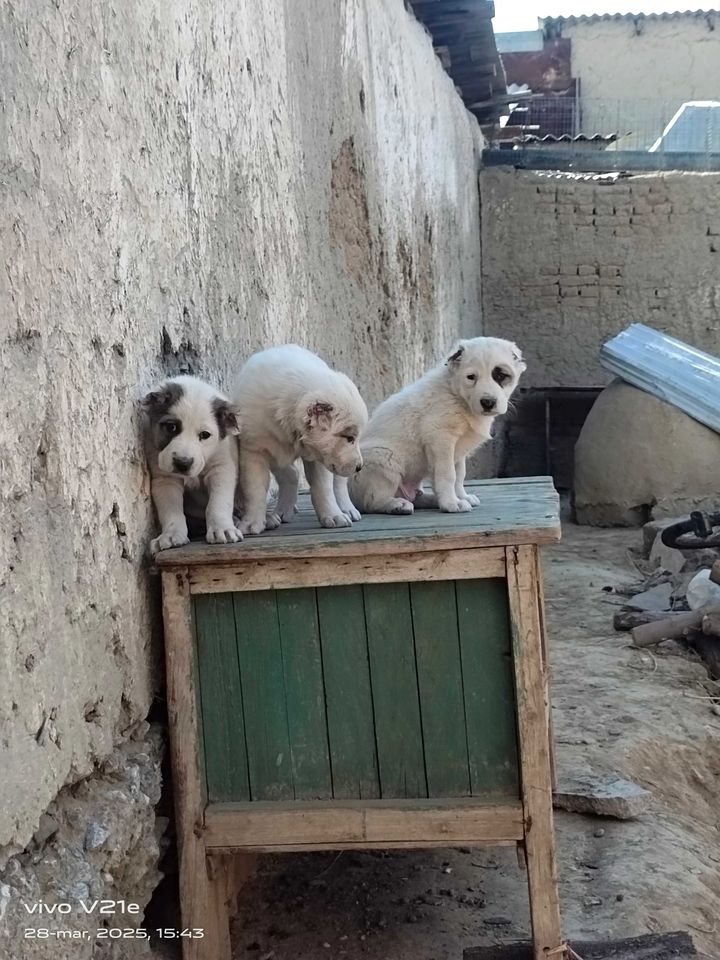 700 000 сум