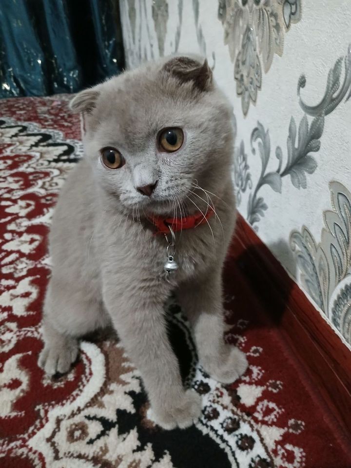 300 000 сум