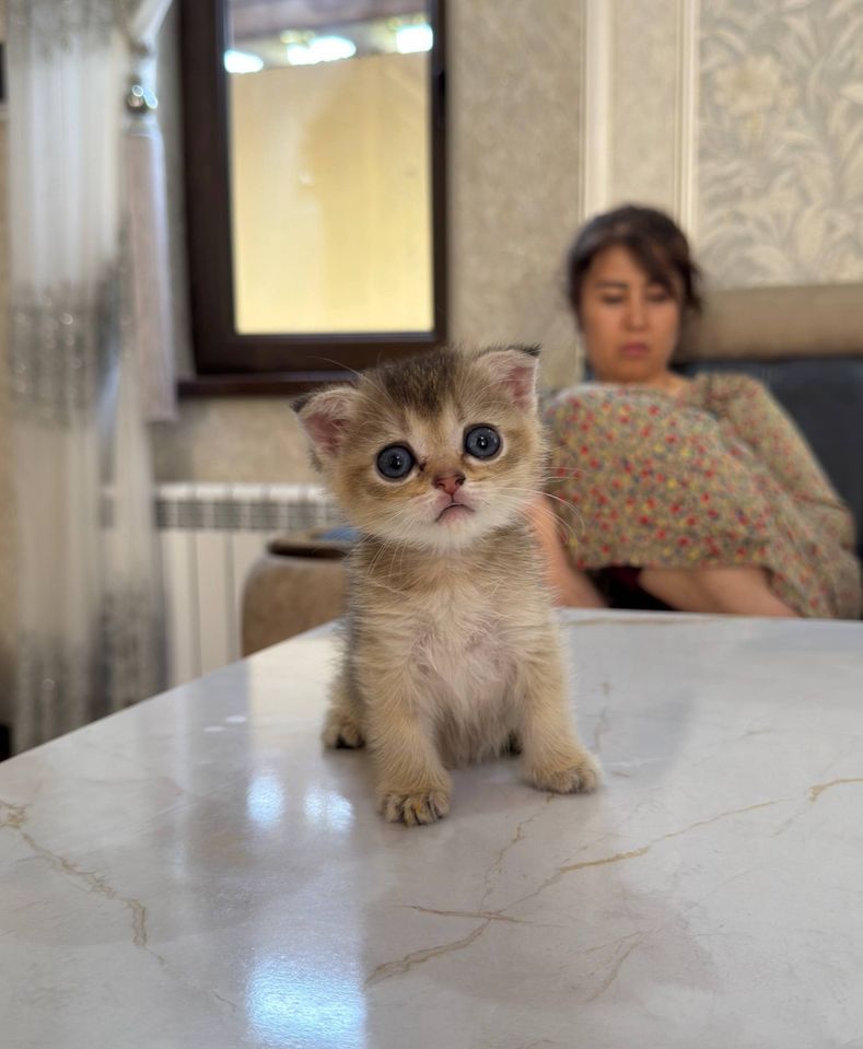 2 400 000 сум