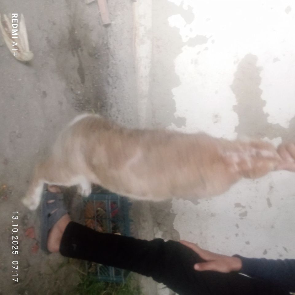 160 000 сум