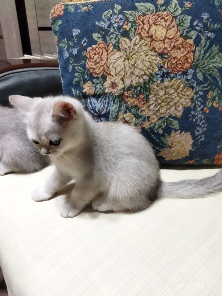800 000 сум