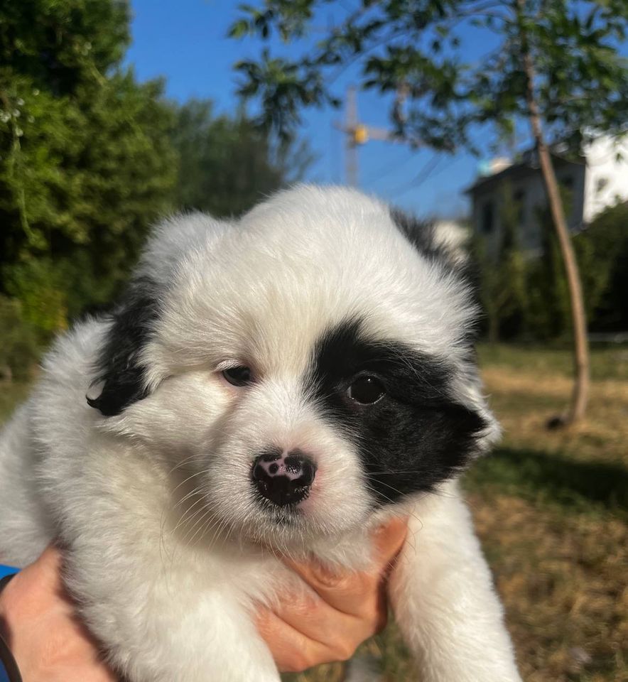 3 500 000 сум