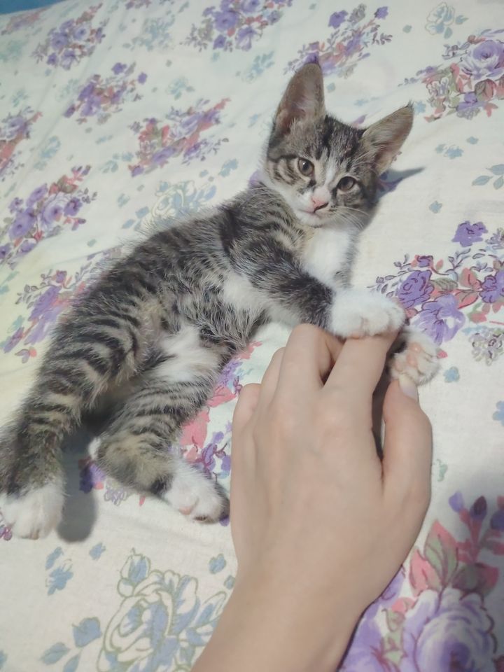 Бесплатно