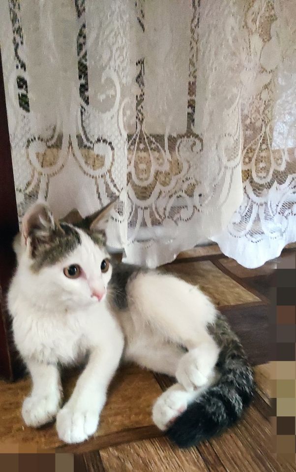 Бесплатно