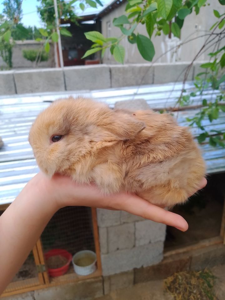 150 000 сум