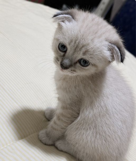 600 000 сум