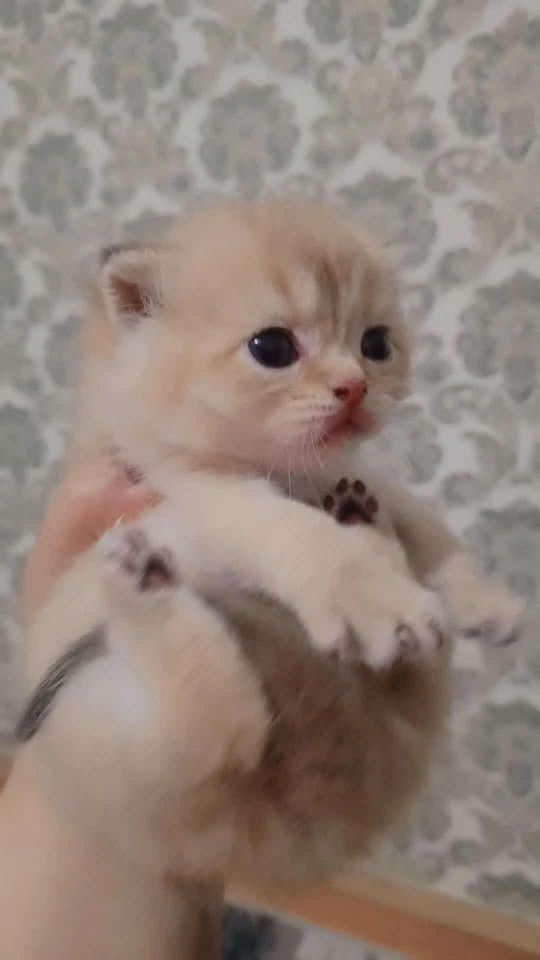 800 000 сум