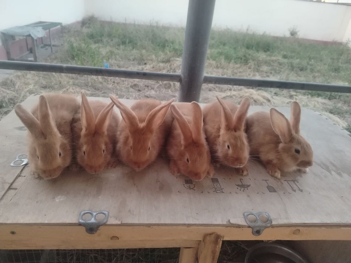 150 000 сум