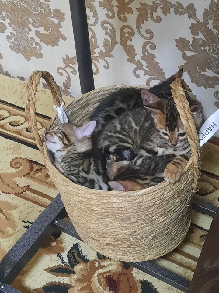 3 000 000 сум