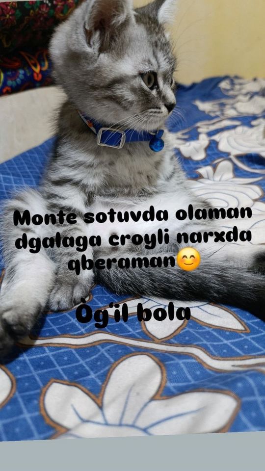 600 000 UZS