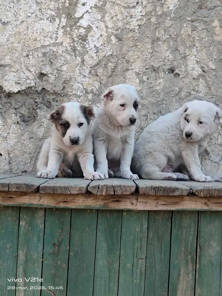 700 000 сум