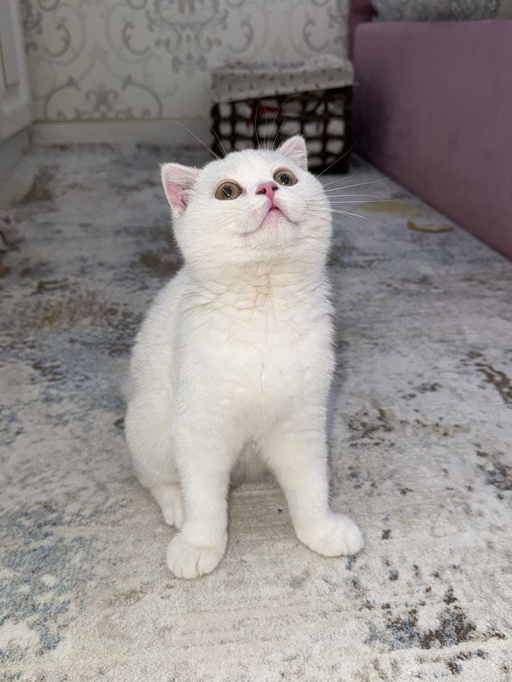 115 USD