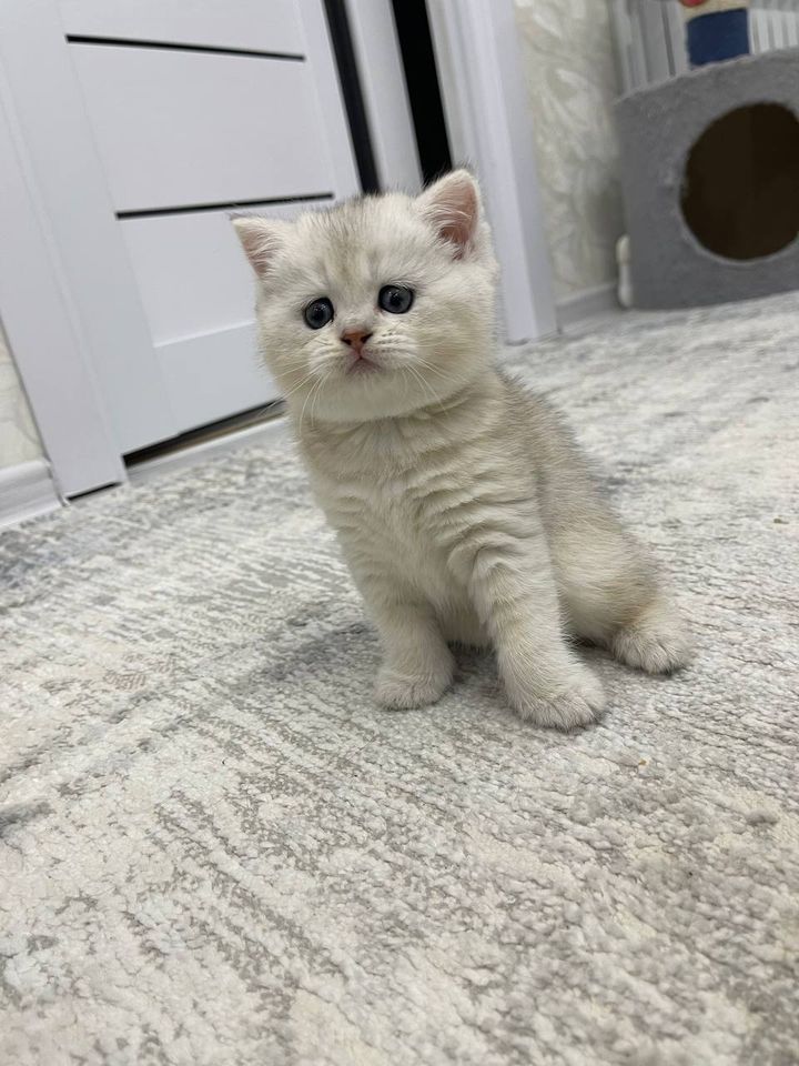 250 USD