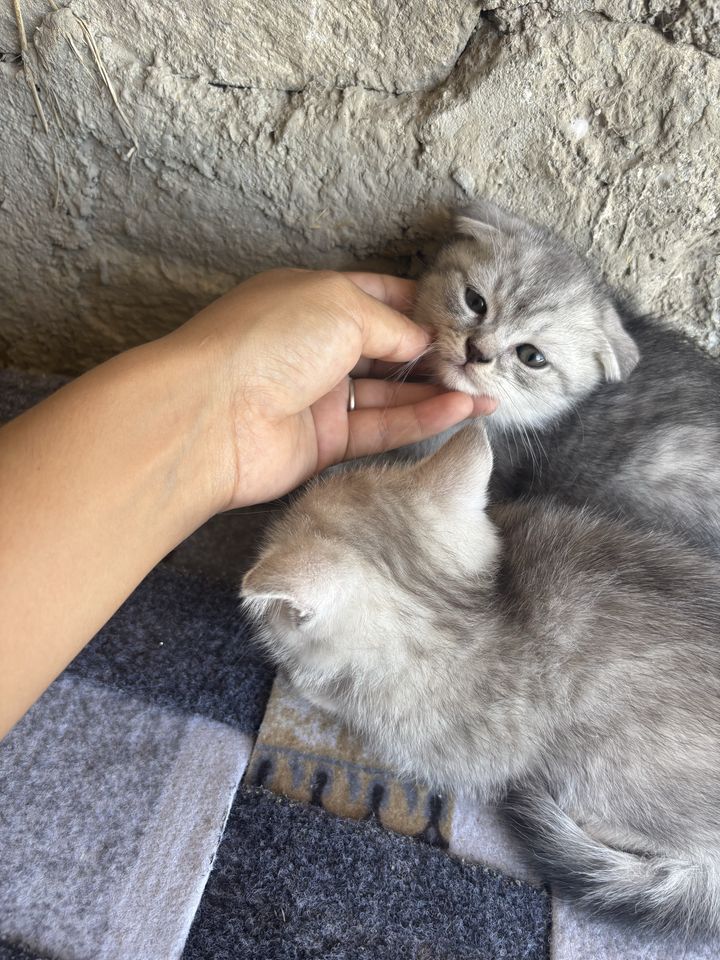 500 000 сум