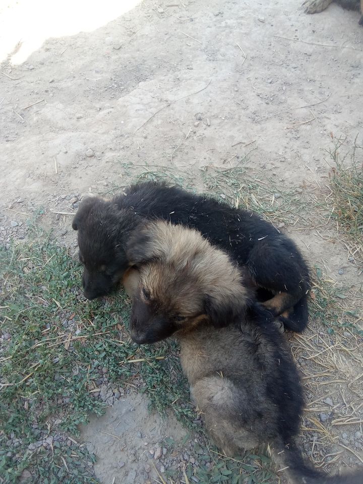 Бесплатно