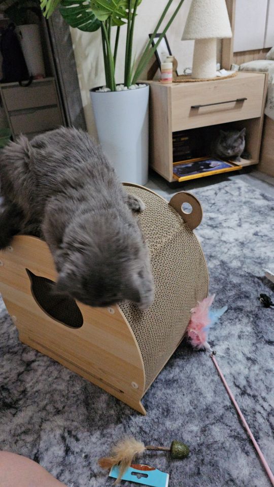 Бесплатно