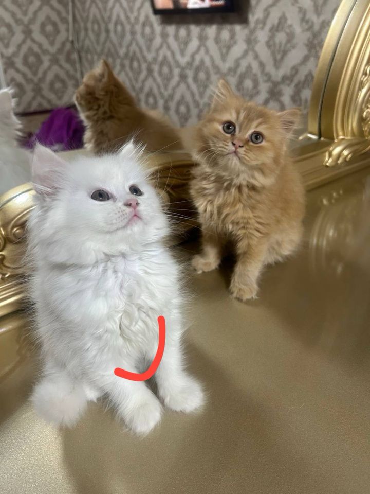 1 200 000 сум
