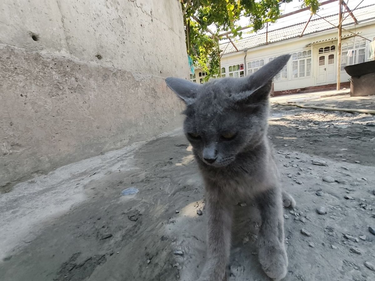 Bepul