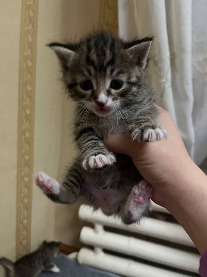 800 000 сум