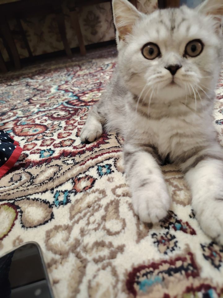 600 000 UZS