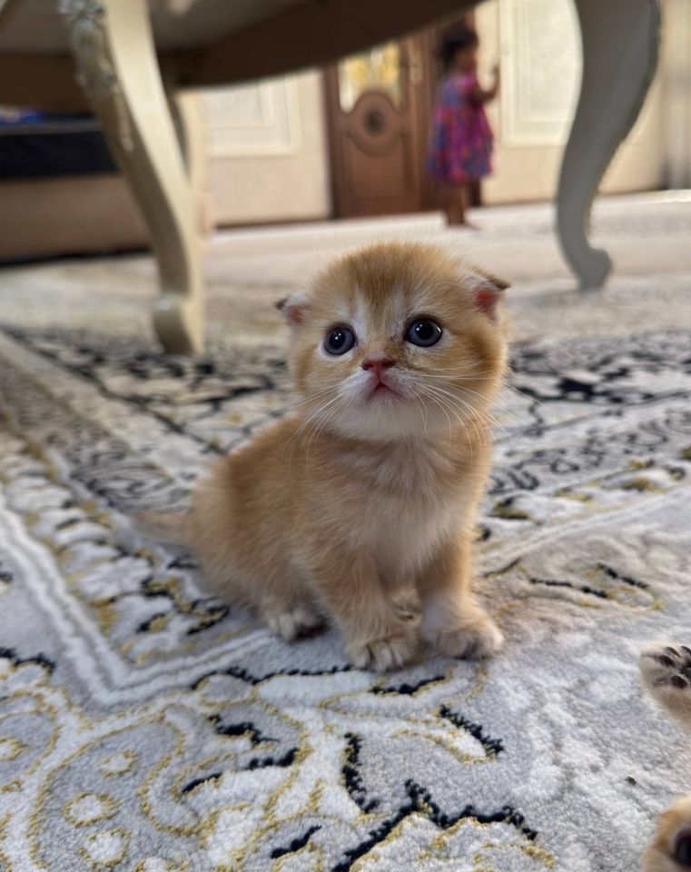 2 400 000 сум