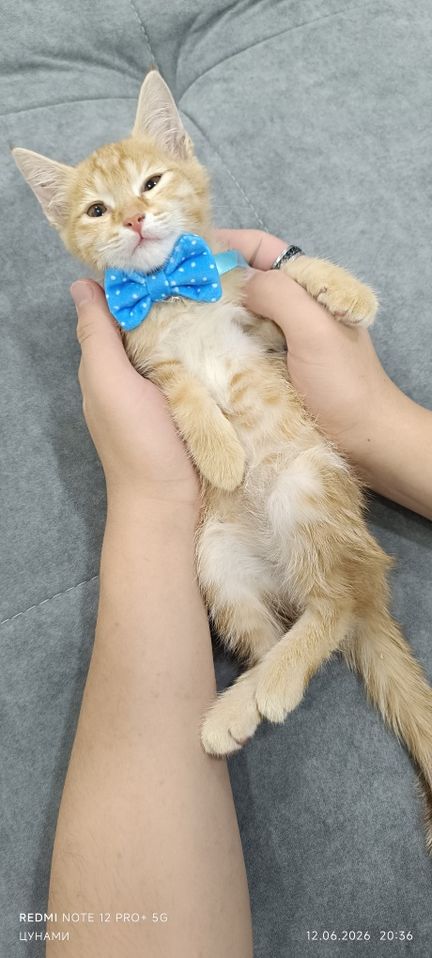 Free