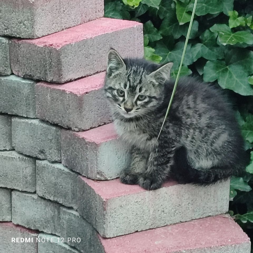 Бесплатно