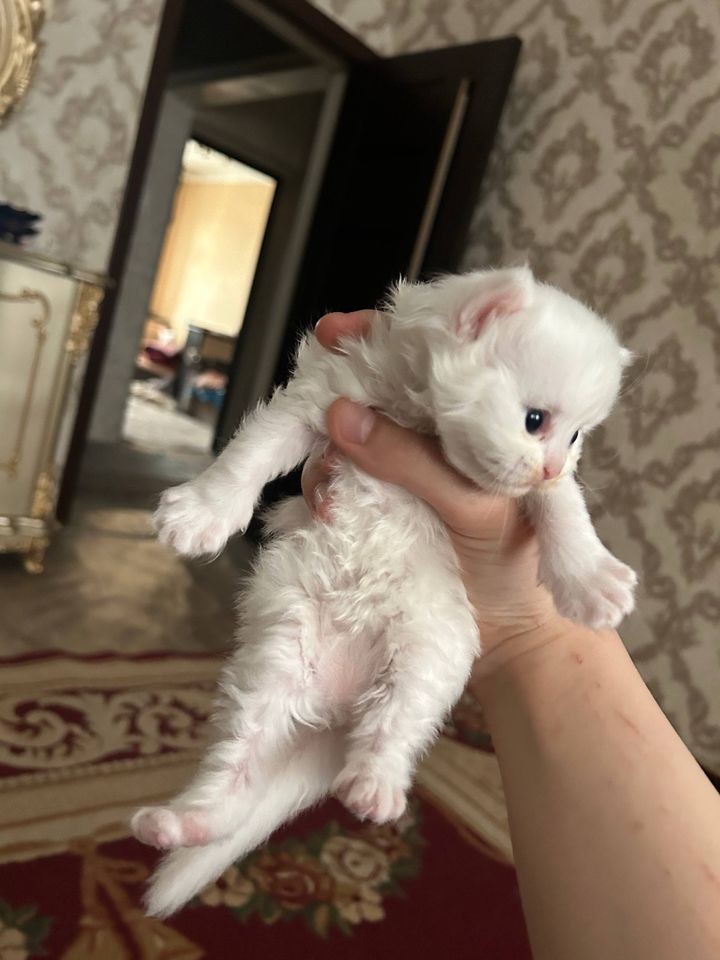 1 200 000 сум