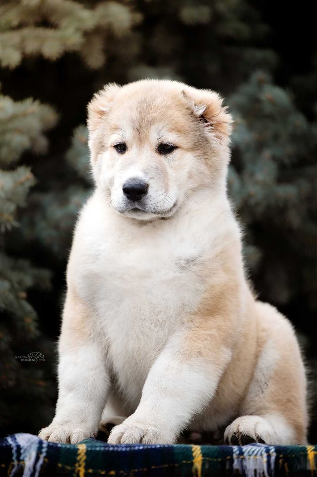 300 USD
