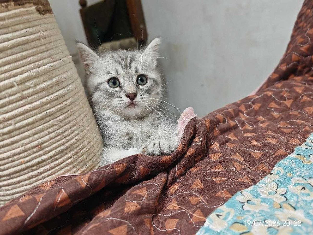 800 000 сум