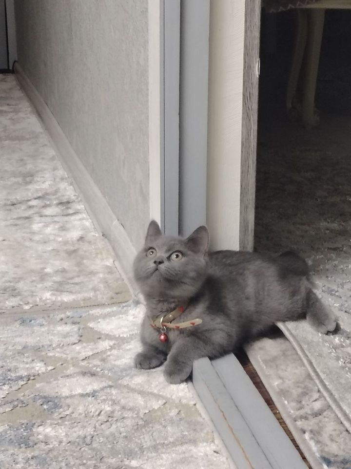 800 000 сум