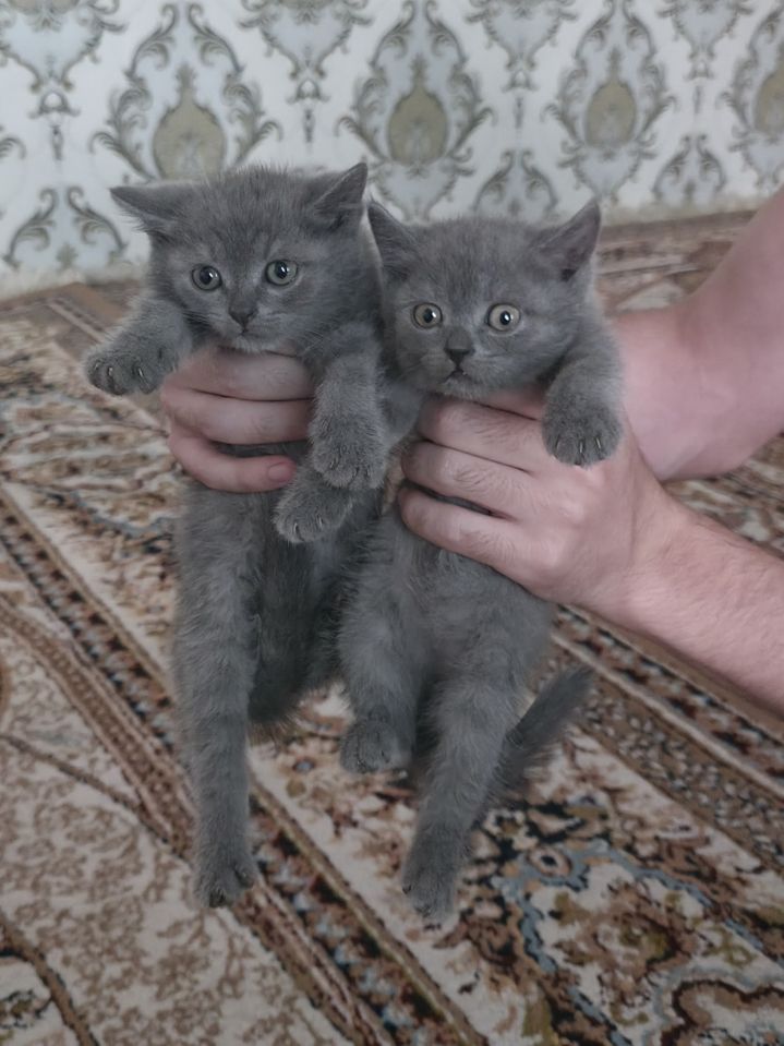 150 000 сум