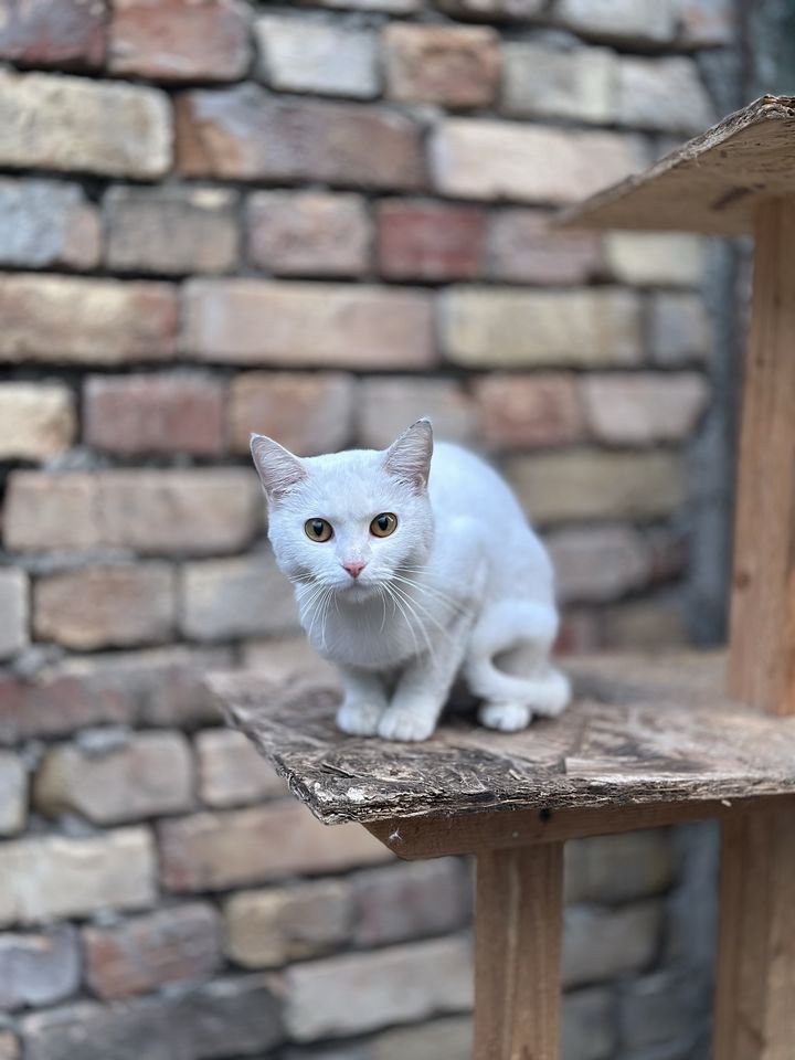 Бесплатно