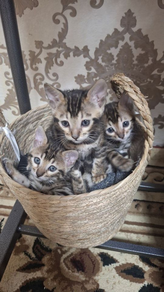 3 000 000 сум