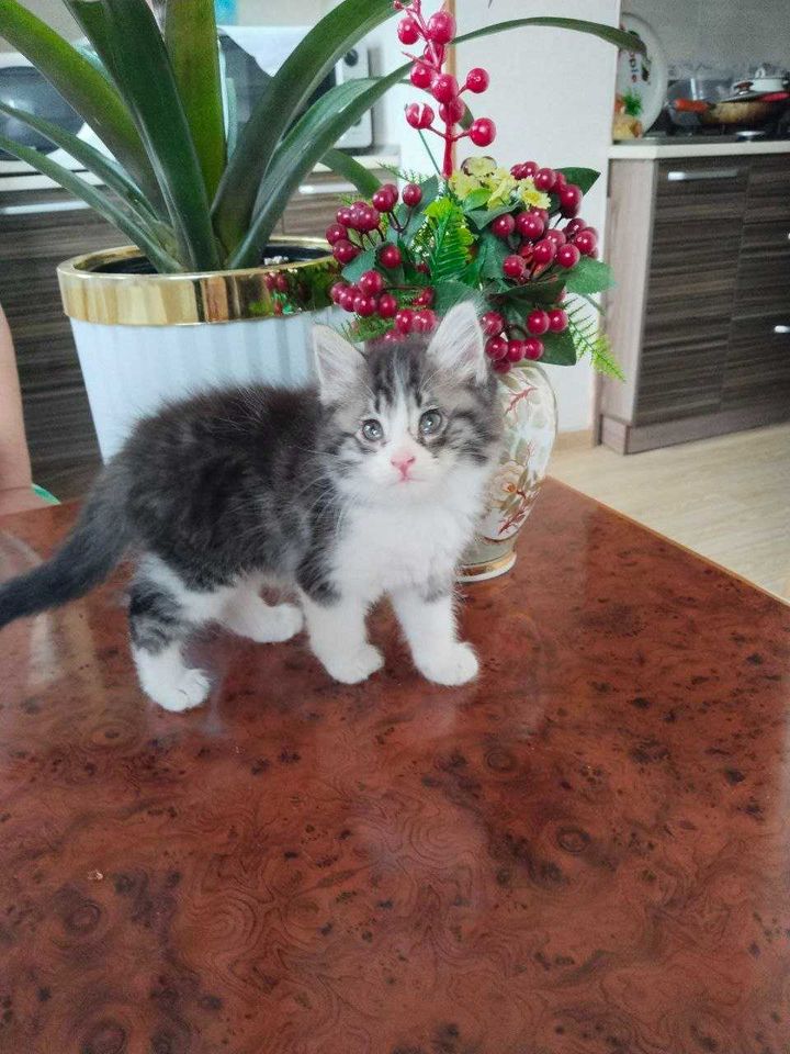 Бесплатно