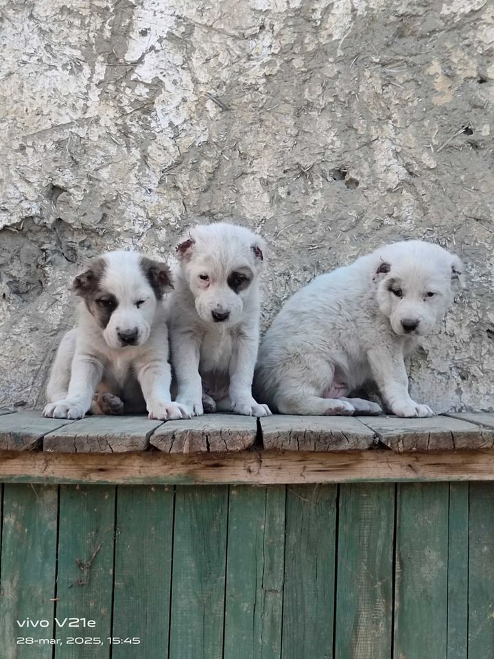 700 000 сум
