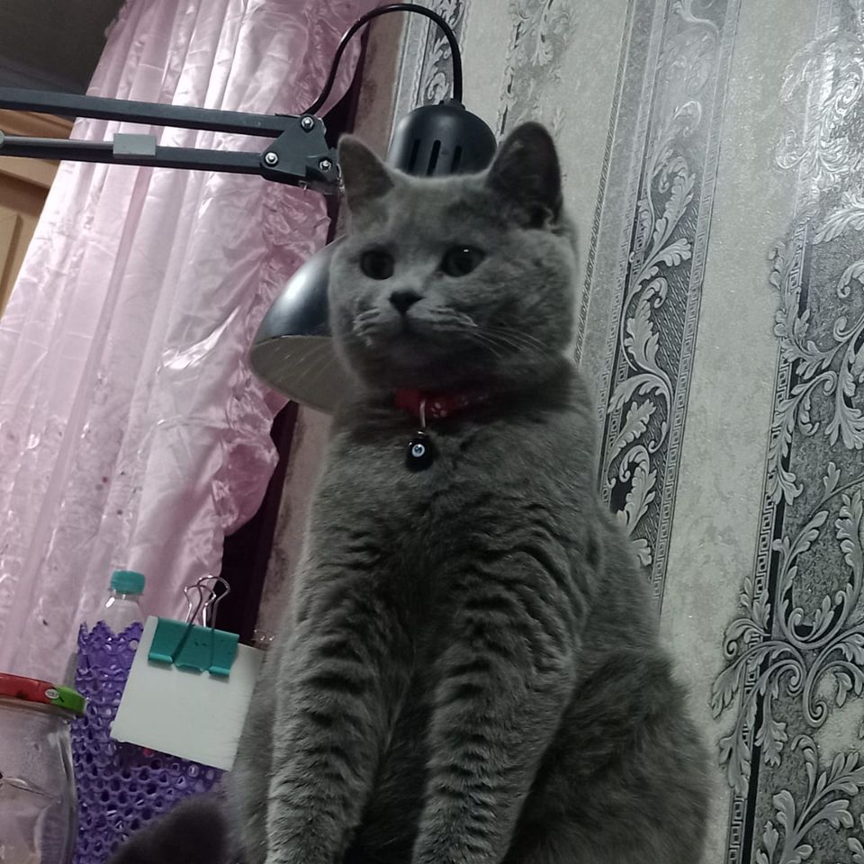 Бесплатно