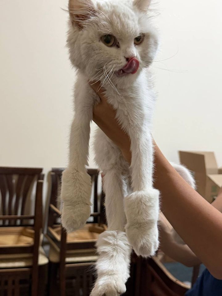 250 000 сум