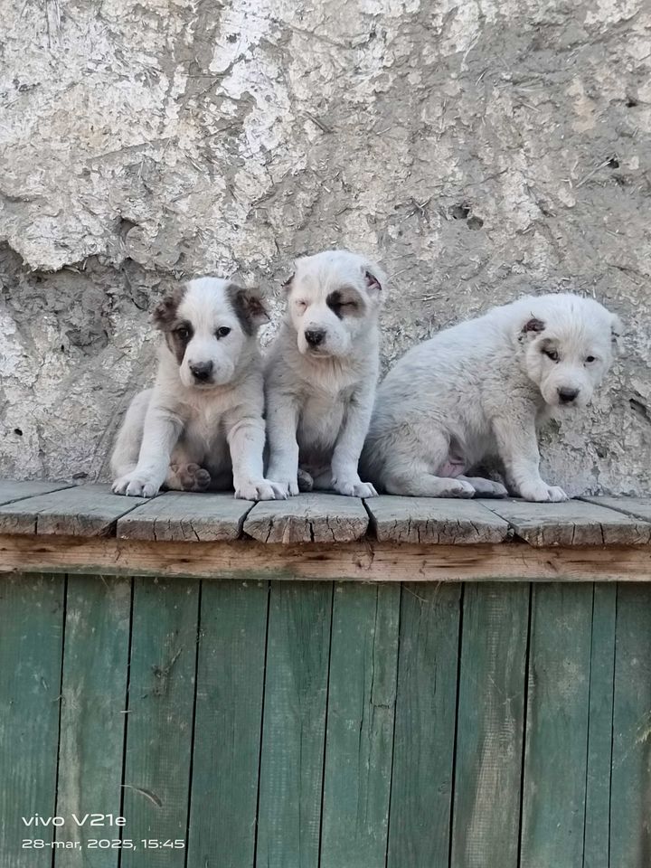 700 000 сум