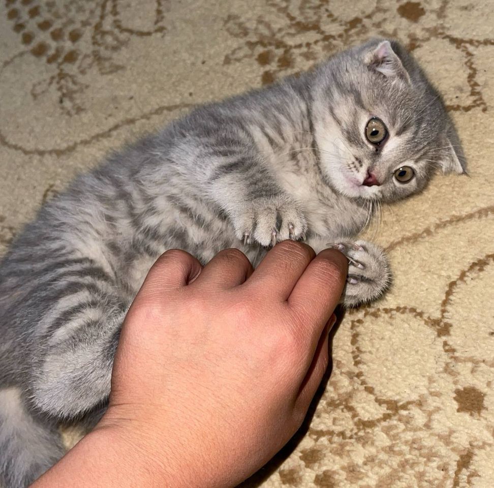 800 000 сум
