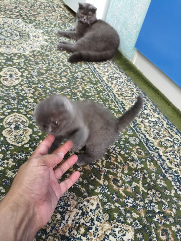 55 USD